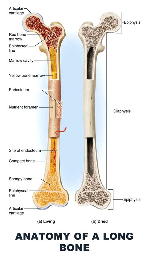 Long Bone Labeled Epiphyseal Plate Bone Growth And Development