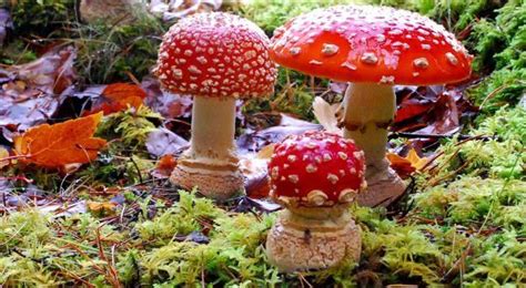 The Most Poisonous Mushroom In The World All Mushroom Info