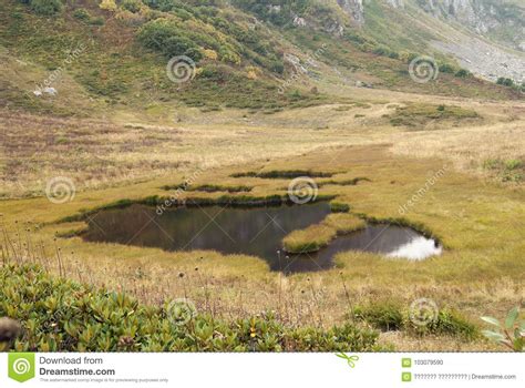 Upland Bog In A Mountain Valley Stock Photo Image Of Turf Marsh