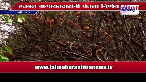 Aurangabad Agriculture Mosambi Tree Mulching Youtube