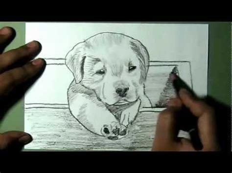 Prismacolor ebony (4b or 5b equivalent), 2b pencil. How to Draw Labrador puppy In Wooden Box - YouTube