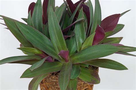 By dividing rhizomes, tubers, corms or bulbs (including offsets). Moses-in-the-Cradle (Tradescantia spathacea)