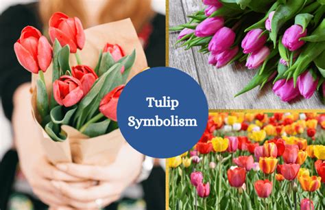 Tulips Symbolism And Meaning Symbol Sage