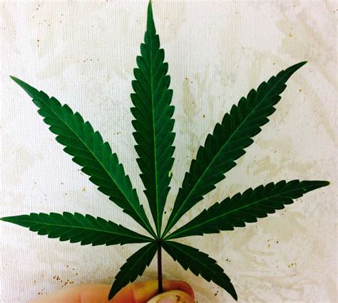 Check spelling or type a new query. A Guide to Growing Sativa Strains Indoors | Grow Weed Easy