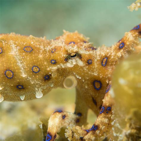 Blue Ringed Octopus, Philippines