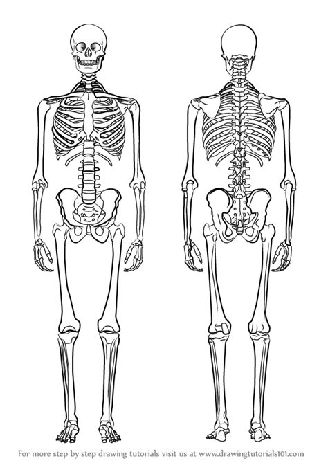 Learn How To Draw A Skeleton Everyday Objects Step By Step Drawing