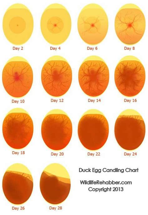 Egg Hatching Times Chart