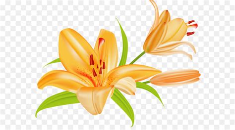 Tiger Lily Lilium Bulbiferum Easter Lily Clip Art Microsoft Cliparts