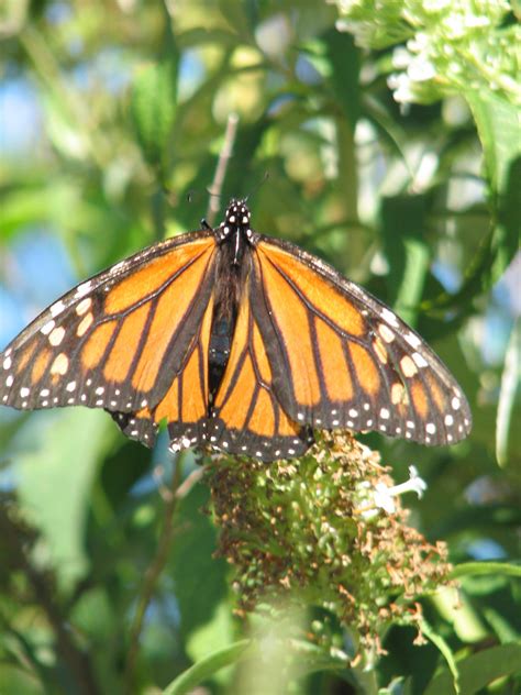 Monarch Butterflies Set Record Day At Hawk Mountain Sanctuary Near