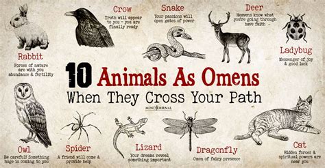 Animals As Omens Of Good Or Bad Luck 10 Powerful Spirits