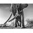Photo Lugard — The World’s Biggest Big Tusker Elephant  By Wild Ark