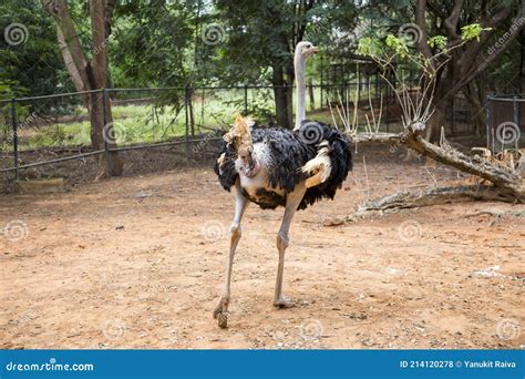 Ostrich Wildlife Animal In The Zoo Cage Stock Photo Image Of Cage