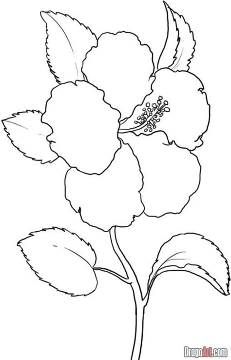 Simple Hibiscus Drawing At Getdrawings Free Download