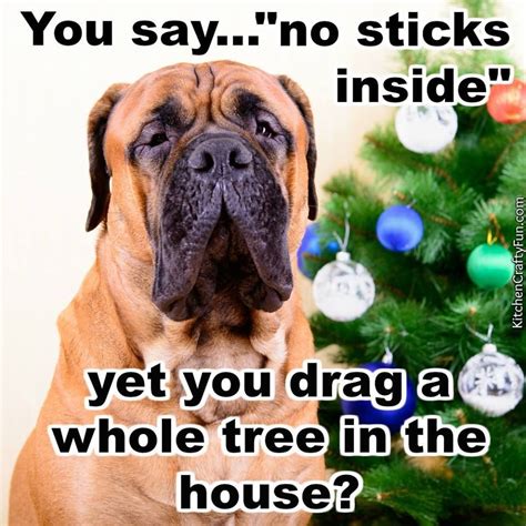 Christmas Dog Funny Quote Pictures Photos And Images For
