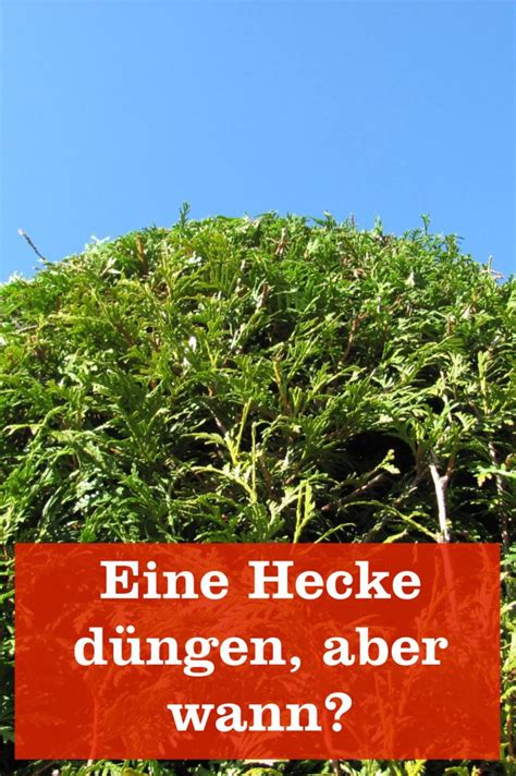 Also das sich der körper nicht mehr verändert? Wann sollte man eine Hecke düngen? » GartenBob.de der ...