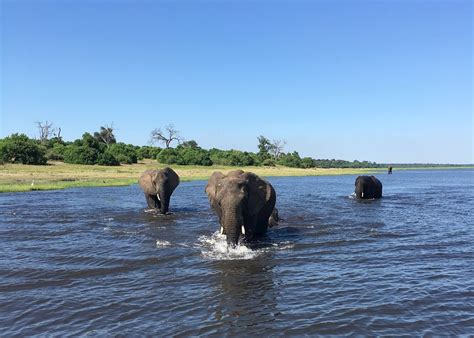 Spot Elephants Along The Chobe River Audley Travel