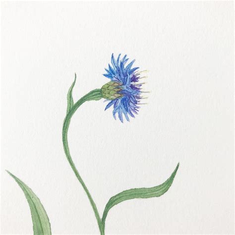 Single Blue Bachelor Button Watercolor Painting — My Giant Strawberry