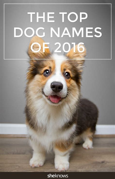 New Report Shows 2016s Most Popular Dog Names Reflect Cultural Trends
