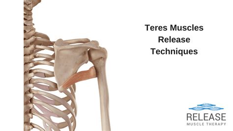 Teres Release Most Effective Myofascial Techniques