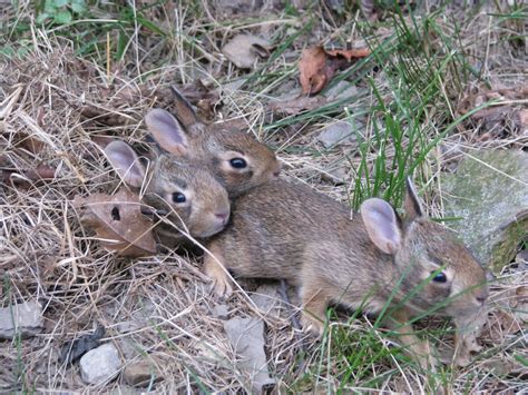 Adorable Baby Bunnies In Our Yard