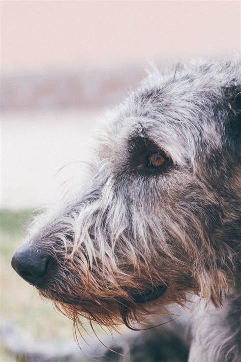 Dog Breed Of The Week Irish Wolfhound Pawpost