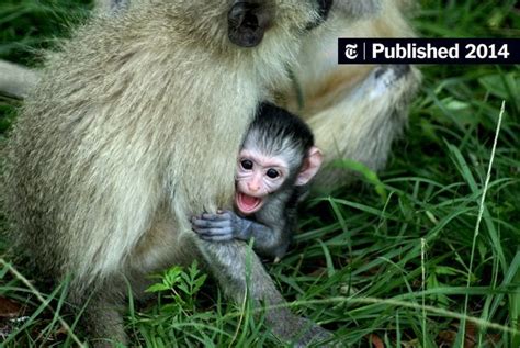 For These Monkeys Mother Knows Best The New York Times