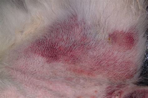 Hemangiosarcoma In Dogs Causes Symptoms And Care Vet Answer Hepper