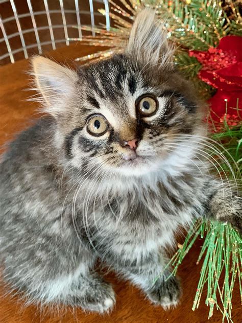 Leroy The Foster Kitten Is Looking For His Forever Home St The Sspca