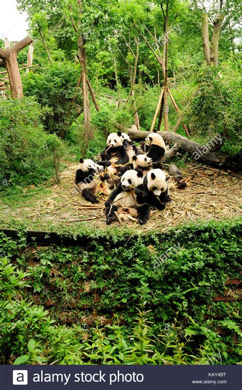 Giant Pandas Eating Bamboo At The Chengdu Research Base Of Giant Panda
