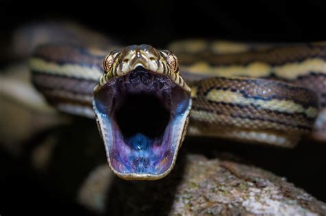 Everything You Need To Know About Snakes Australian Geographic
