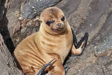 Photo Baby Sea Lion Galapagos Islands Of Ecuador
