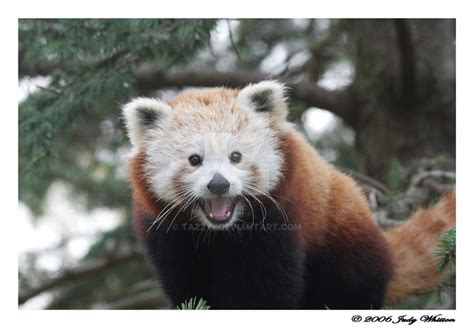 Smiling Red Panda By Tazzy On Deviantart