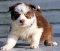 1000+ images about cutie pies on Pinterest | Cavapoo ...