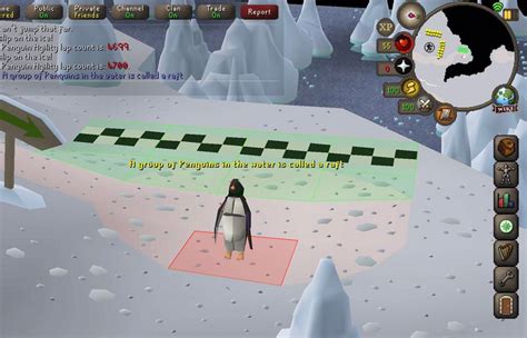100 Laps With Penguin Facts Daily Until Agility Pet Day 33 R2007scape