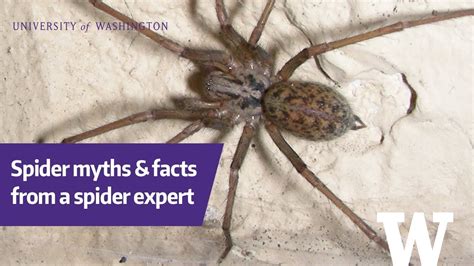 Spider Myths And Facts From The Burke Museums Spider Expert Youtube