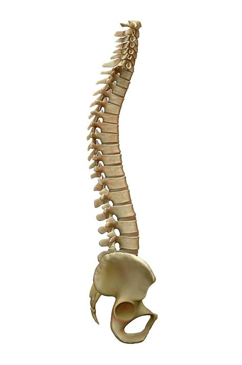 Human Backbone Photograph By Tim Vernon Science Photo Library Pixels