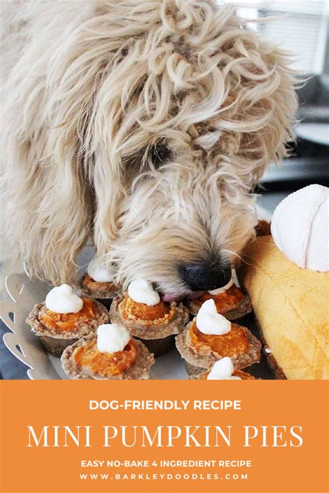 Dog Friendly Mini Pumpkin Pie Recipe Barkley Doodles Dog Recipes