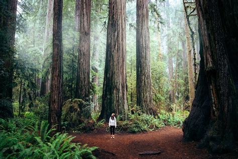 Where Is The Best Place To See The Giant Redwoods Triphippies