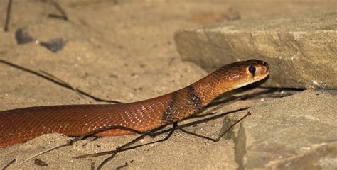 Snake Of The Week The Red Spitting Cobra Naja Pallida Lstm