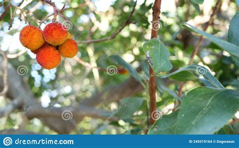 Strawberry Tree Fruit Irish Arbutus Unedo Berry Cain Cane Apple
