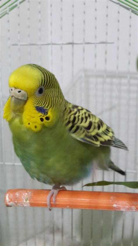 Yellow Green Budgie Budgies Green Budgie Parakeet