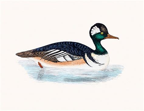 Merganser Ducks Drawing Illustrations Royalty Free Vector Graphics