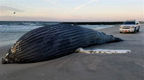 Dead Humpback Whale Washes Up On Shore Of Long Island Beach Abc7 New York