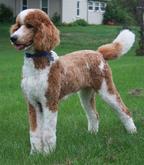 About Us Poodle Puppy Standard Standard Poodle Haircuts Poodle Haircut