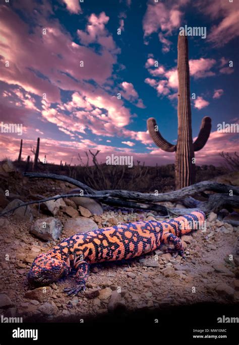 Saguaro With Gila Monster Stock Photo Alamy