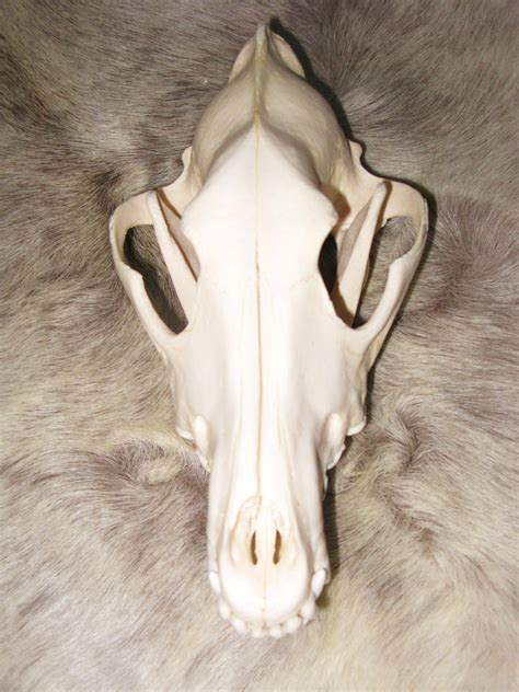 Wolf Skulls Reference 5 By Lamelobo On Deviantart