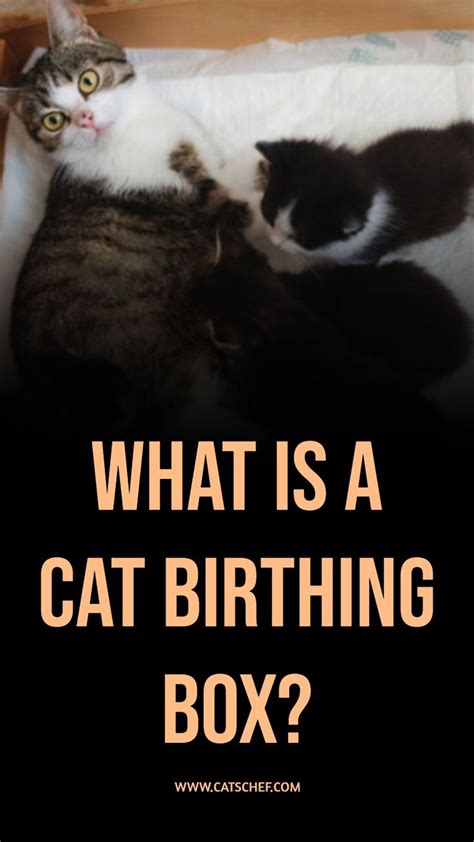 Two Cats Laying In A Box With The Caption What Is A Cat Birthing Box