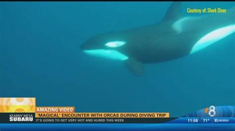 Magical Encounter With Orcas During Diving Trip