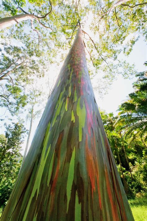 The Rainbow Eucalyptus Is The Most Colorful Tree On Earth Rainbow
