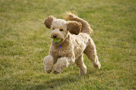 How Much Do Goldendoodles Cost All You Need Infos